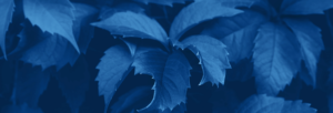 Scent Arabia’s Role in Oriental and Global Perfumery